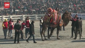 VIDEO: Festival Gulat Unta di Turki Dikecam