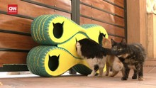 VIDEO: Rumah-rumah Daur Ulang Kucing di Mesir