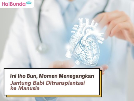 Ini lho Bun, Momen Menegangkan Jantung Babi Ditransplantasi ke Manusia