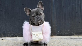 FOTO: Gaya Modis Anjing Bulldog Prancis