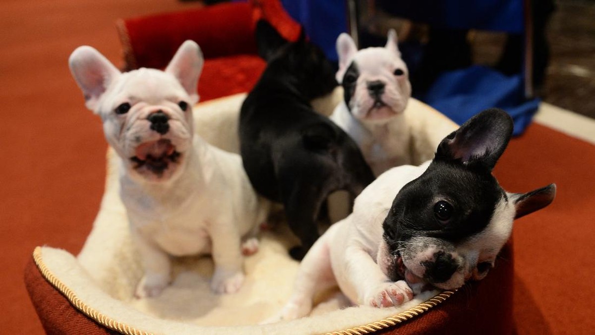 FOTO: Gaya Modis Anjing Bulldog Prancis