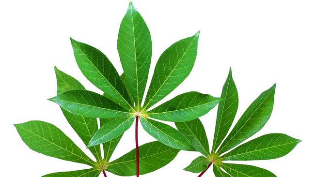 Daun singkong disebut memiliki manfaat yang baik untuk kesehatan. Berikut manfaat rebusan daun singkong.