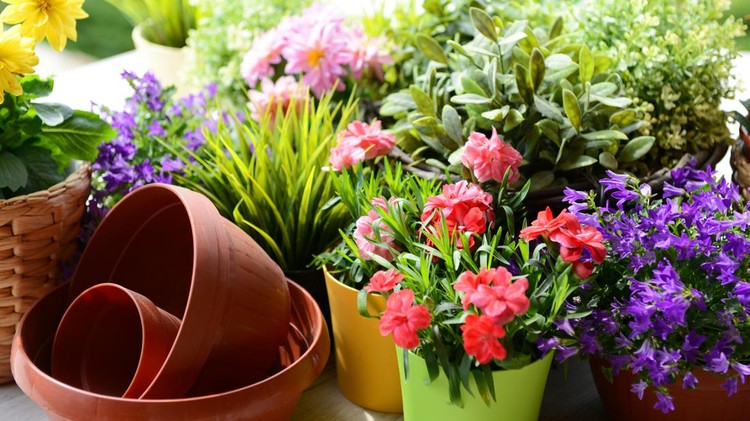 flowers in the gardenhttps://s44.radikal.ru/i104/1305/8d/0af9438704bf.jpg