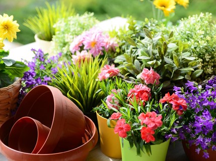 7 Tren Tanaman Hias 2023, Siap-siap Update Koleksi Bun