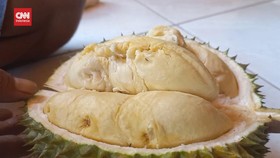 VIDEO: Mencicipi Buah Durian Khas Lereng Gunung Wilis