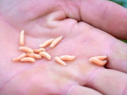Viral Belatung dalam Vagina, Ini Efek dan Manfaat Makan Belatung