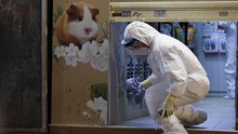 Hong Kong Akan Bunuh Ribuan Hamster karena Positif Covid