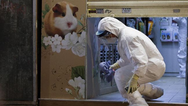 Otoritas Hong Kong akan membunuh lebih dari 2.000 hamster dan melarang impor hewan kecil usai 11 ekor positif Covid-19.