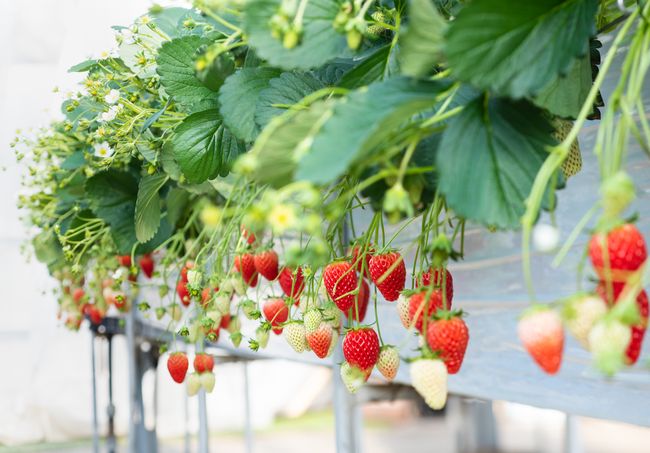 5 Jenis Tanaman  Buah Tahan Panas yang  Dapat  Ditanam di Pot 