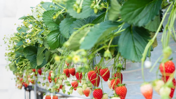 5 Jenis Tanaman Buah Tahan Panas Yang Dapat Ditanam Di Pot Perhatikan