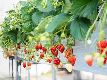 11 Tanaman Buah yang Bisa Bantu Menurunkan Kolesterol Tinggi
