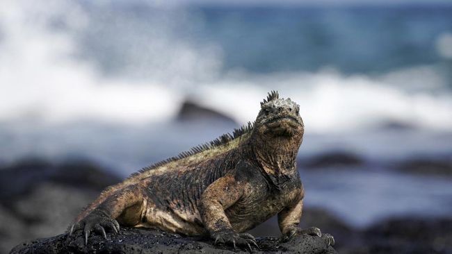 Koper Berisi 32 Iguana Langka Terekspos di Bandara, WN Rusia Ditahan