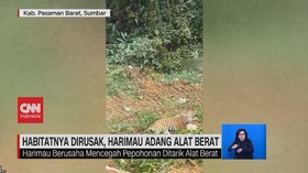 VIDEO: Habitatnya Dirusak, Harimau Hadang Alat Berat