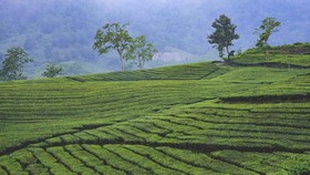 PTPN Lakukan Penanaman Kembali Tanaman Teh di Ciater