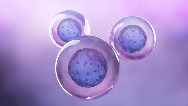 Artis Luna Maya melakukan prosedur pembekuan sel telur atau egg freezing. Berikut tahapan atau proses pembekuan sel telur dalam dunia medis.