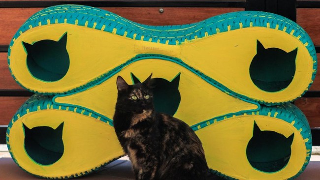 FOTO: Bangunan Shelter Bergerak Kucing-kucing Liar di Mesir