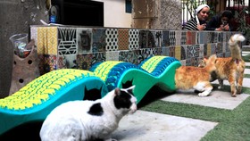 FOTO: Bangunan Shelter Bergerak Kucing-kucing Liar di Mesir