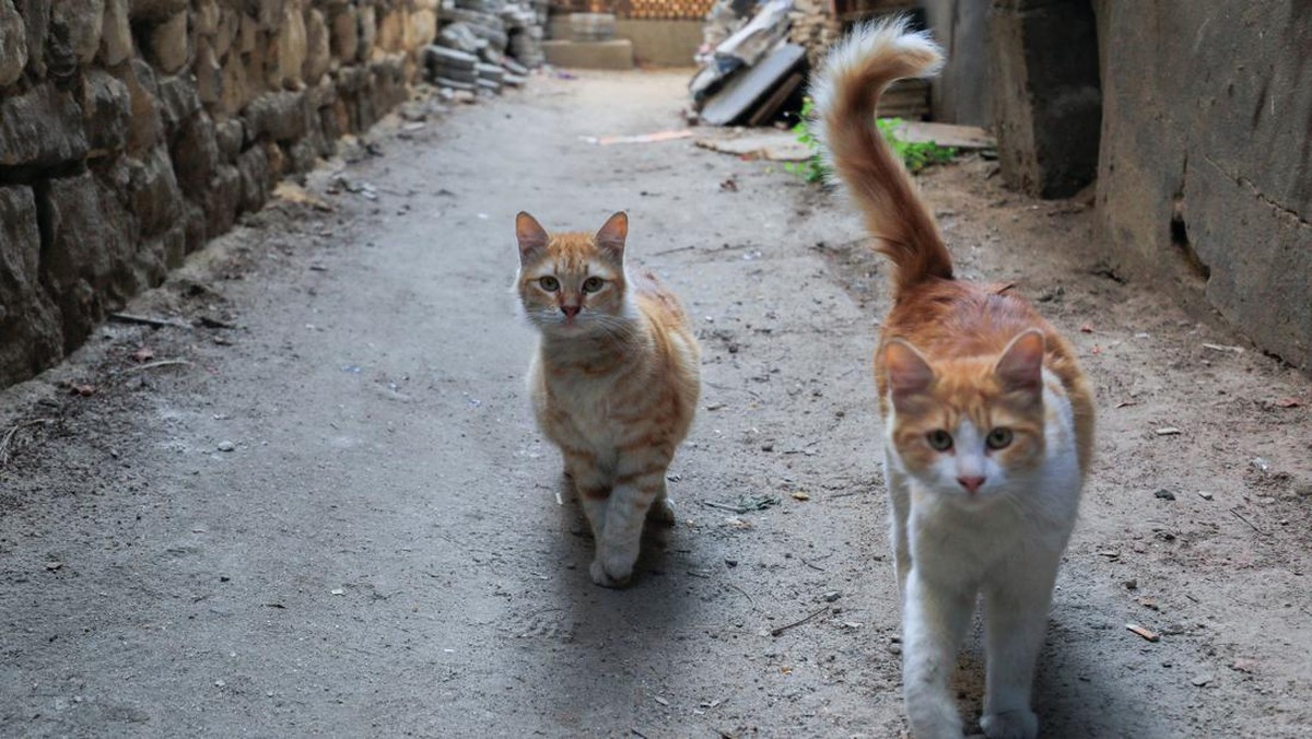 FOTO: Bangunan Shelter Bergerak Kucing-kucing Liar di Mesir