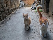 Pakar Jelaskan Cara Corona Menyebar di Antara Ribuan Kucing Siprus