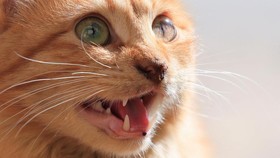 Brigjen NA Penembak Kucing-kucing di Sesko TNI Bandung