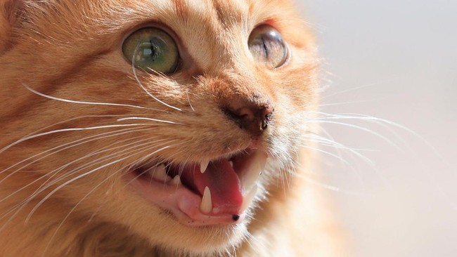 Penembak kucing-kucing di lingkungan Sesko TNI Bandung adalah perwira tinggi TNI berpangkat Brigjen.