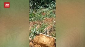 VIDEO: Momen Harimau Sumatra Adang Ekskavator di Pasaman Barat