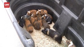 VIDEO: Warga Hong Kong Isi Petisi Tolak Pembunuhan Hamster