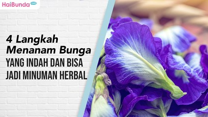 Detik Network
