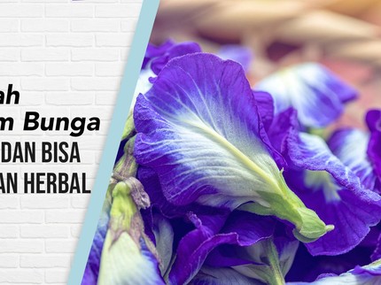 4 Langkah Menanam Bunga Telang yang Indah dan Bisa Jadi Minuman Herbal