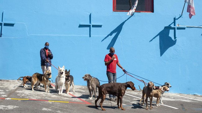 FOTO: Hotel Mewah untuk Anjing Kesayangan di Afrika Selatan