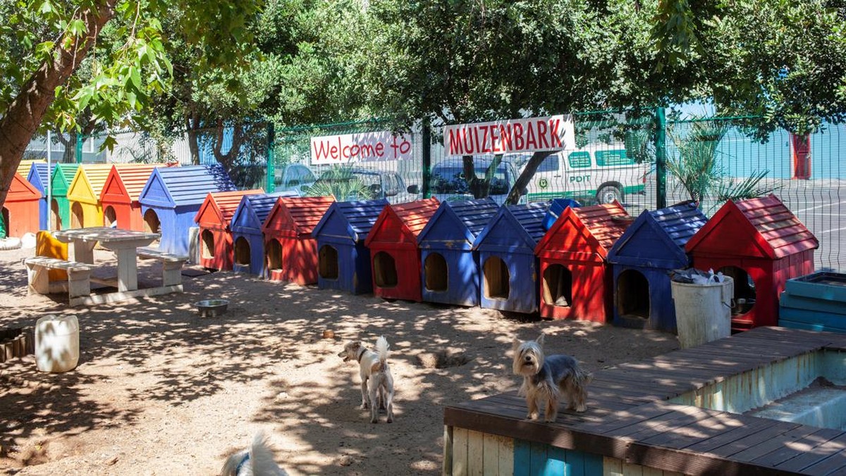 FOTO: Hotel Mewah untuk Anjing Kesayangan di Afrika Selatan
