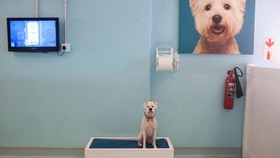 FOTO: Hotel Mewah untuk Anjing Kesayangan di Afrika Selatan