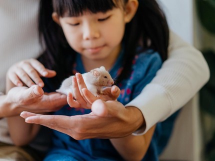 Hamster Dimusnahkan karena Terpapar COVID-19, Peliharaan di Rumah Aman, Bun?
