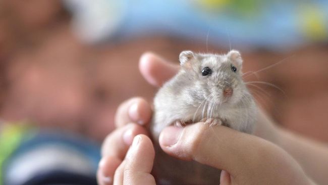 Ciri-ciri hamster hamil