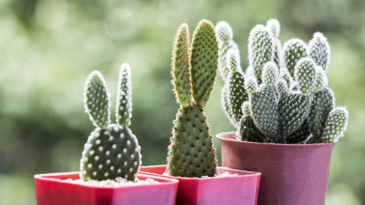 Opuntia cactus in pots