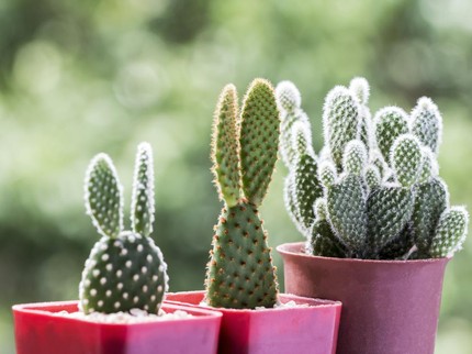 7 Cara Unik Tumbuhan Melindungi Dirinya, Si Kecil Pasti Penasaran