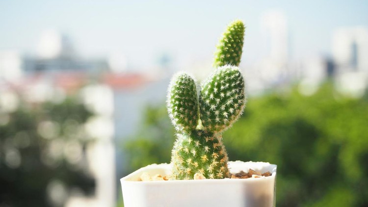 Bunny ears cactus in potted with blurry background