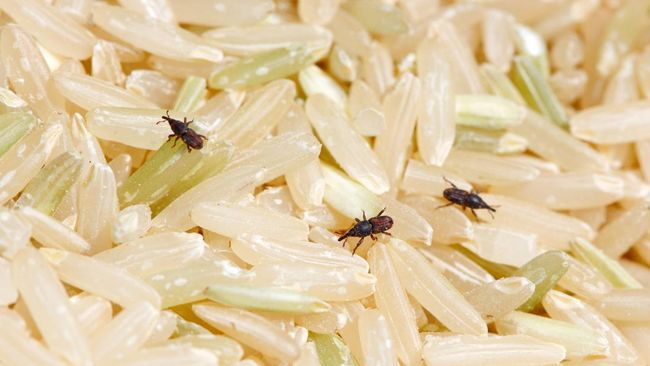 Beras bisa jadi sarang serangga hitam kecil bernama kutu beras. Lantas, apakah beras yang sudah jadi tempat tinggal kutu beras masih bisa dimakan?
