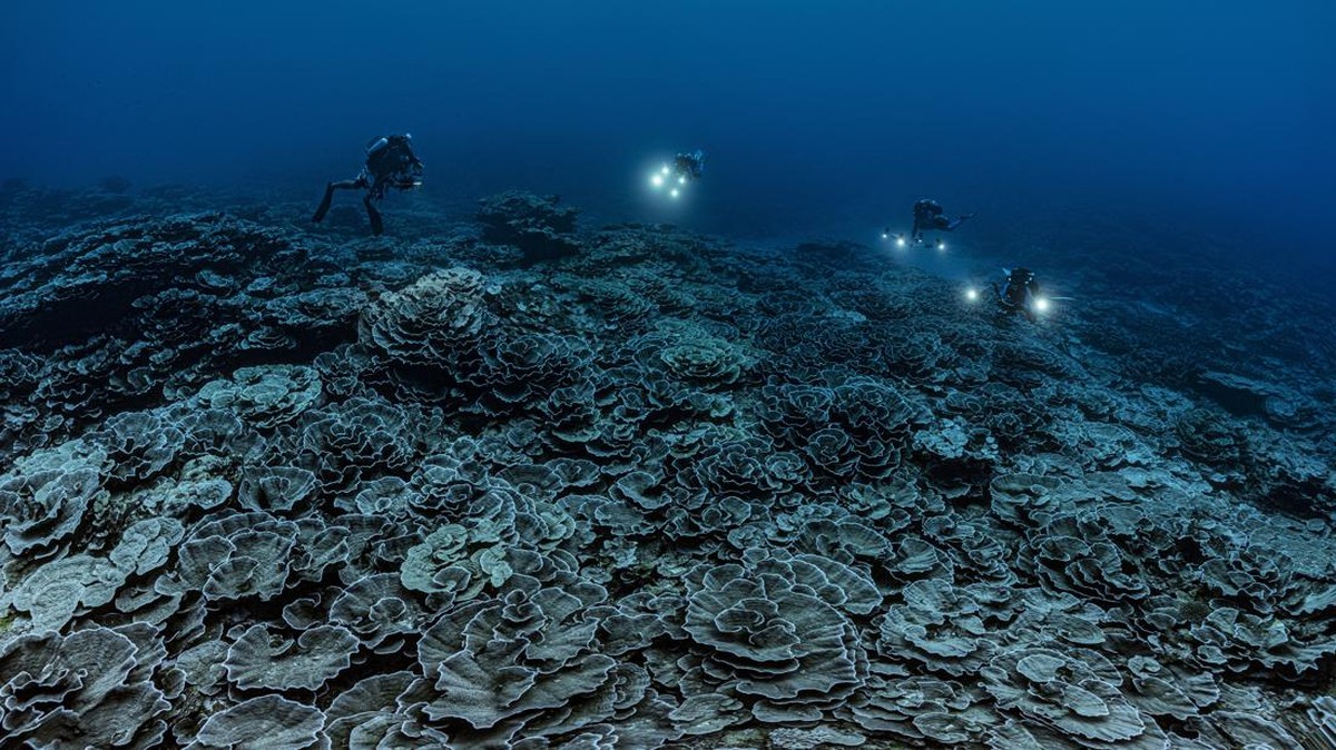 FOTO: Terumbu Karang Langka di Lepas Pantai Tahiti