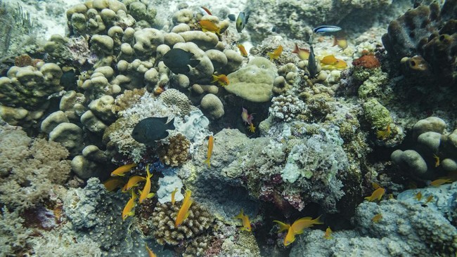 Mikroorganisme yang hidup di lempengan besar dasar laut kuno di Teluk Persia disebut dapat memberikan petunjuk terkait kehidupan di planet lain.