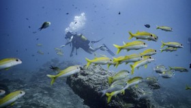 FOTO: Menyelami Keindahan Bawah Laut Zanzibar