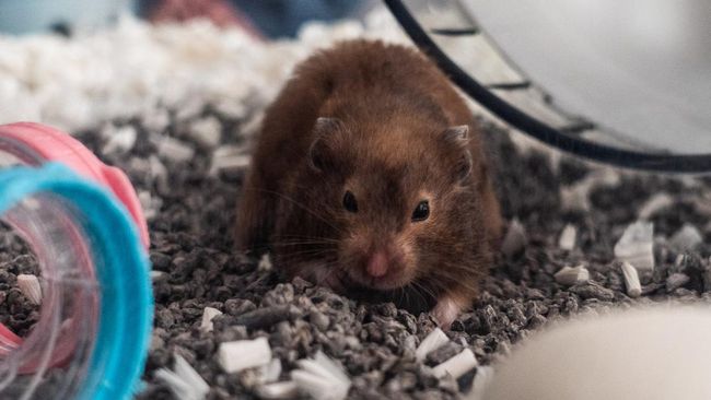 Kamu perlu berhati-hati ketika memelihara hewan kecil ini, karena mudah stres. Ini dia beberapa tanda hamster stres yang tak boleh diabaikan.