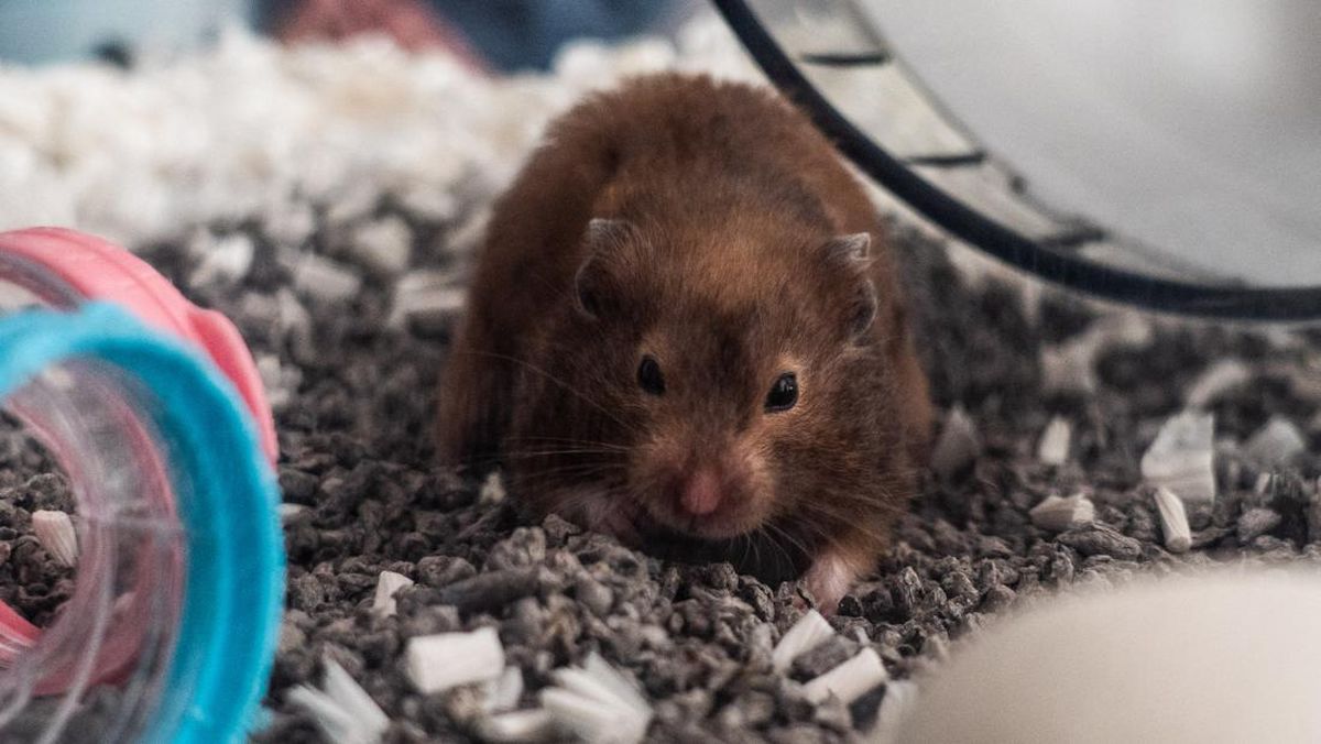 Kenali Tanda Hamster Stres, Jangan Abaikan Teman Kecilmu