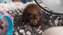 Hong Kong Minta Aktivis Tak Halangi Pemusnahan Hamster Positif Covid