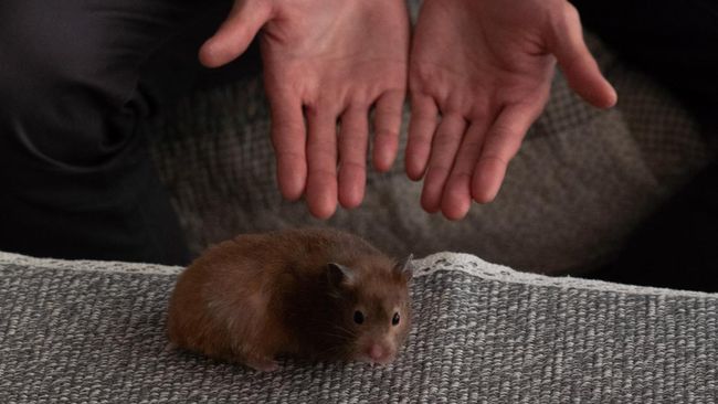 Sebanyak 130 ekor hamster dilaporkan melarikan diri dari kandang di dalam pesawat maskapai TAP Air Portugal, hingga akhirnya penerbangan dibatalkan.