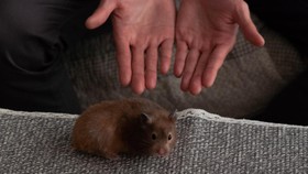 130 Hamster Kabur dari Kandang di Pesawat Bikin Penerbangan Batal