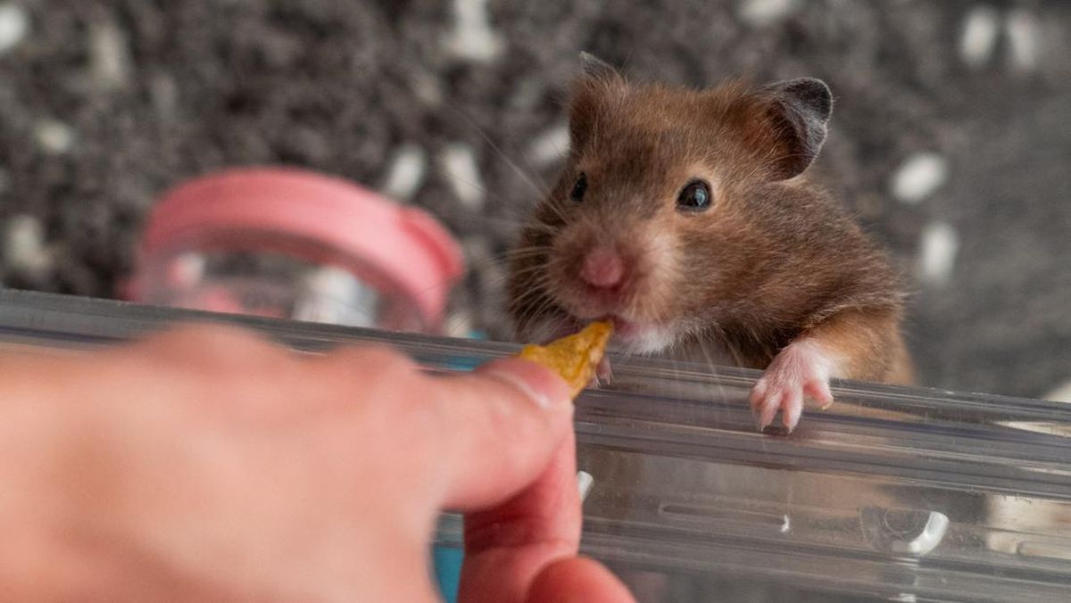 9 Cara Merawat Hamster buat Newbie, Enggak Susah Lho!