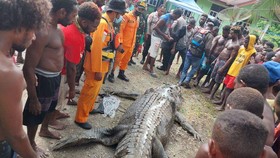 Potongan Tubuh Ditemukan di Perut Buaya Raksasa di Timika Papua