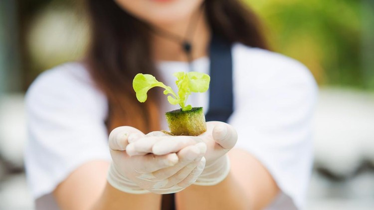 female farmers are studying in Grow vegetables for quality analysis to collect data Check the quality and quantity of production of organic vegetables at modern hydroponic farms.