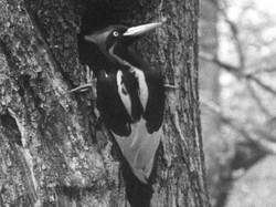 5 Fakta Burung Ivory Woody Woodpecker yang Resmi Punah, Sedih Deh